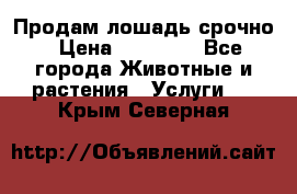 Продам лошадь срочно › Цена ­ 30 000 - Все города Животные и растения » Услуги   . Крым,Северная